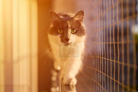 Neugierige Katze balanciert auf Fenstersims Sicherheitsnetz sorgt für Sicherheit