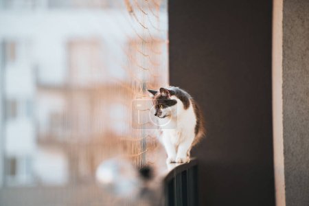 Sicherheitsnetz schützt junge Katze vor dem Sturz vom Balkon