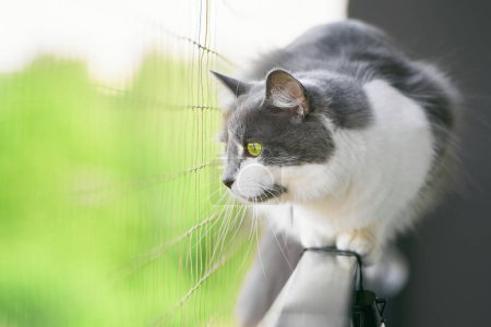 Gray and white cat walking on balcony railing