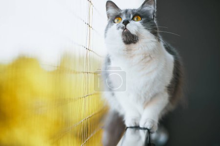 Gray Pet Cat Balancing on Railing