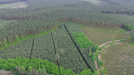 Luftperspektive von Aufforstung und Wachstum der Wälder