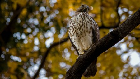 Téléchargez les photos : Faucon sur une branche d'arbre regarde au loin avec le feuillage d'automne en arrière-plan. - en image libre de droit