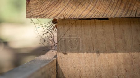 Photo for Group of daddy longlegs spiders hiding under fence post. - Royalty Free Image