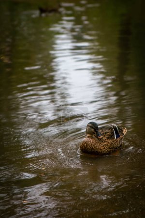 Un solo pato en el agua en Greenville, SC