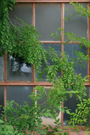 Photo for Rusted industrial window panes with vining plants partially covering view - Royalty Free Image