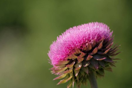 Photo for Pink thistle and soft green background from the side. - Royalty Free Image