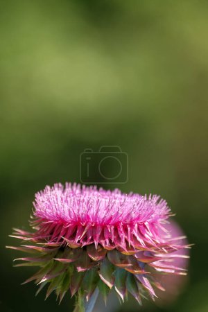 Photo for Pink thistle and soft green background in gentle sunlight - Royalty Free Image