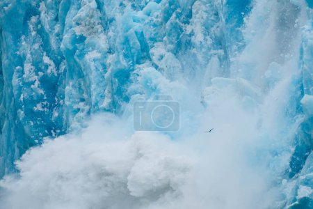 Photo for Seagull soaring over Dawes Glacier in Alaska as it calves - Royalty Free Image