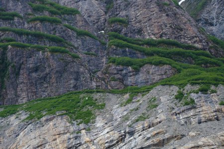 Foto de Flora verde en múltiples estantes en la pared de roca en Endicott Arm, Alaska - Imagen libre de derechos