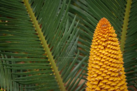 Téléchargez les photos : Palmier Sago (Cycas revoluta) de près, vue détaillée - en image libre de droit