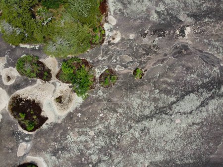 Foto de Afloramiento de cubierta de musgo y liquen en 40 acres de roca en Kershaw, Carolina del Sur - Imagen libre de derechos