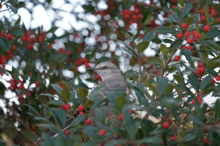 Photo for Northern Mockingbird in holly tree looking at viewer - Royalty Free Image