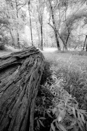 Foto de Tronco de árbol caído en bosque sano en medio de maleza - Imagen libre de derechos