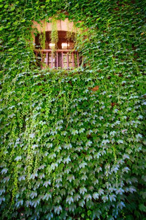 Lush greenery climbing exterior wall and surrounding barred window