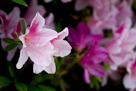 Photo for Close view of lush pink azaleas in cluster - Royalty Free Image