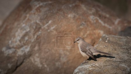 Photo for Northern mockingbird perched on large rock - Royalty Free Image