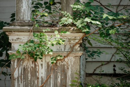 Photo for Peeling paint and vines on porch column being reclaimed by nature - Royalty Free Image