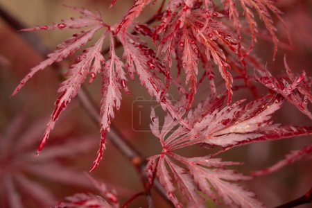 Dew drops om japanese maples leaves in close up with shallow focus