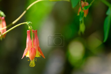 Columbina roja (aquilegia canadensis) flor que cuelga a la luz del sol