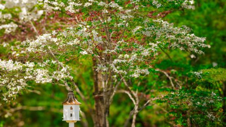 White birdhouse with copper roof and flowering dogwood tree
