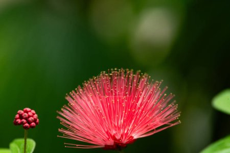 Tropical powderpuff flower (calliandra haematocephala) with dreamy green background