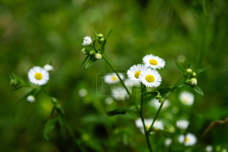 Blooming fleabane and soft green background