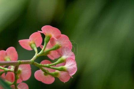 Crown of thorns (euphorbia milii) with gentle green background seen from behind