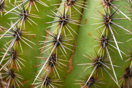 Macro image of cactus spines