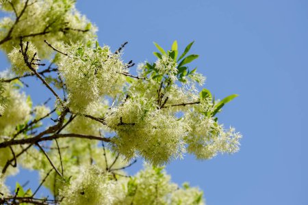 Frange blanche en fleurs (chionathus sp) et ciel bleu clair