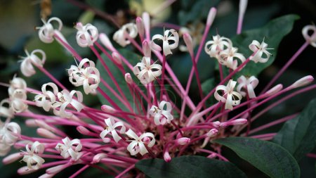 Close up view of starburst bush (clerodendrum quadriloculare) with stunning violet color