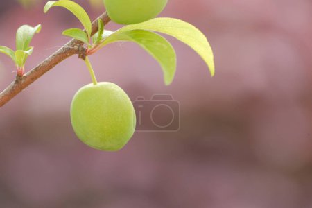 Unripe green peach on branch