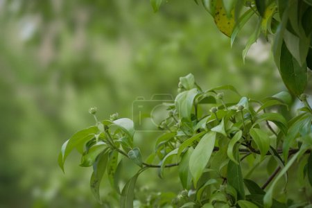 Chinese dogwood tree with ripening seed pods