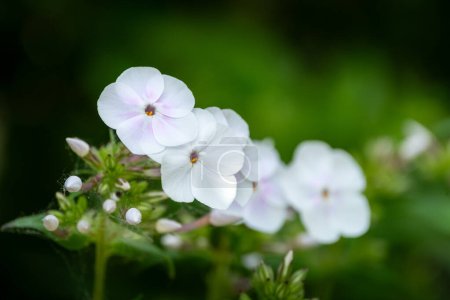 White phlox with hint of pink blush on white petals