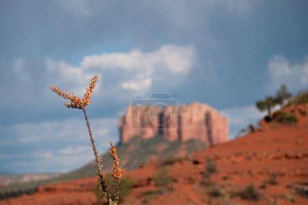Blühender Ocotillo und rote Felsen von Sedona, Arizona