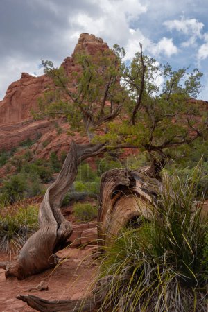 Photo for Twisted trees and dramatic skyscape at Devil's Kitchen in Sedona, Arizona - Royalty Free Image