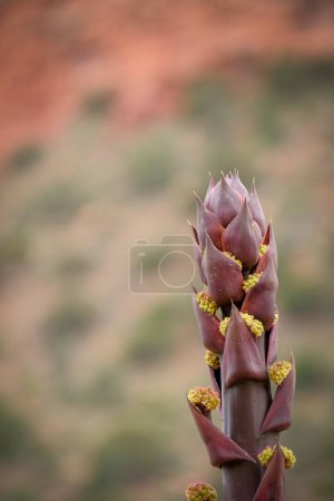 Foto de Tallo de agave que se abre a la flor - Imagen libre de derechos