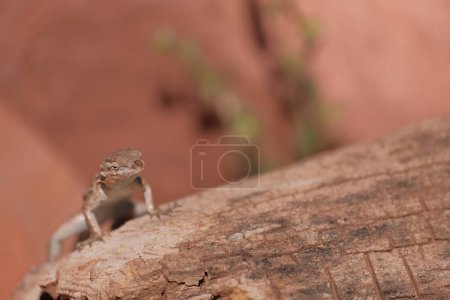 Lizard at Montezuma's well in Sedona, Arizona