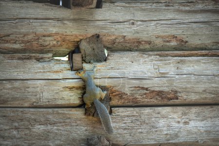 Photo for Grey squirrel (sciurus carolinensis) climbs vintage wooden wall and looks back - Royalty Free Image