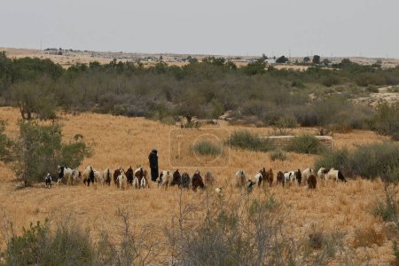 Téléchargez les photos : Israël, désert du Néguev, berger bédouin et son troupeau de moutons. Haute résolution - en image libre de droit