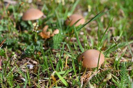 Foto de Champiñones con una gorra marrón en un claro en la hierba. Primer plano. - Imagen libre de derechos