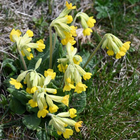 Photo for Primula veris cowslip, common cowslip, cowslip primrose syn. Primula officinalis Hill is a herbaceous perennial flowering plant in the primrose family Primulaceae. close-up - Royalty Free Image