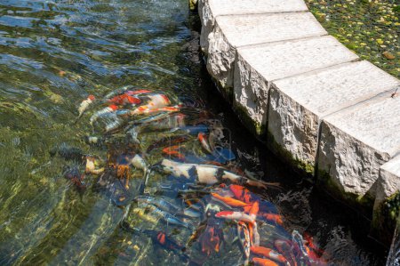 Téléchargez les photos : Étang avec poissons dans le parc Ramat Hanadiv, jardins commémoratifs du baron Edmond de Rothschild, Zichron Yaakov, Israël. Photo de haute qualité - en image libre de droit