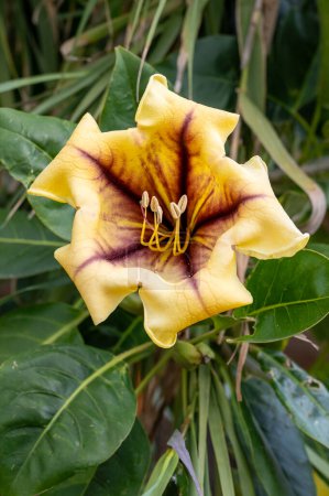 Solandra maxima flower or cup of gold vine or golden chalice vine or Hawaiian lily . High quality photo