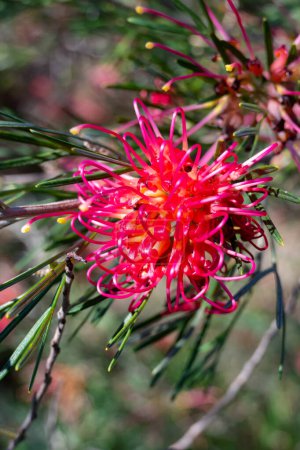 Nahaufnahme einer rosa und gelben Grevillea-Blume in Queensland, Australien. Hochwertiges Foto