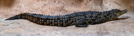 Australian freshwater crocodile at the Jerusalem Biblical Zoo in Israel. High quality photo