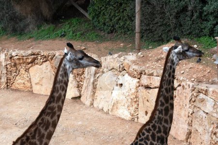 Foto de Jirafas en el Zoológico Bíblico de Jerusalén en un recinto. Foto de alta calidad - Imagen libre de derechos