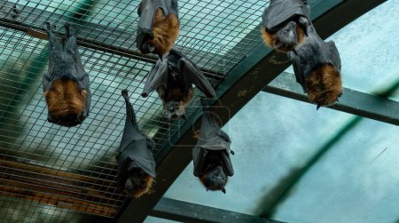 A group of large flying foxes sleep on a net in a zoo. High quality photo