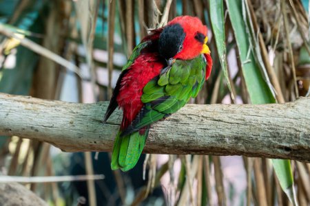 Multicolor lorikeet parrot at the Biblical Zoo in Jerusalem in Israel. High quality photo