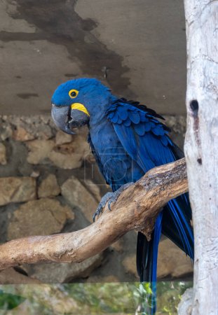 Hyazinth-Ara-Papagei im Biblischen Zoo in Jerusalem, Israel. Hochwertiges Foto