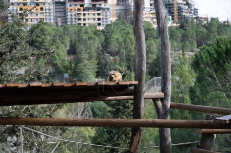 Golden Snub-nosed Monkey at the Jerusalem Biblical Zoo in Israel. High quality photo